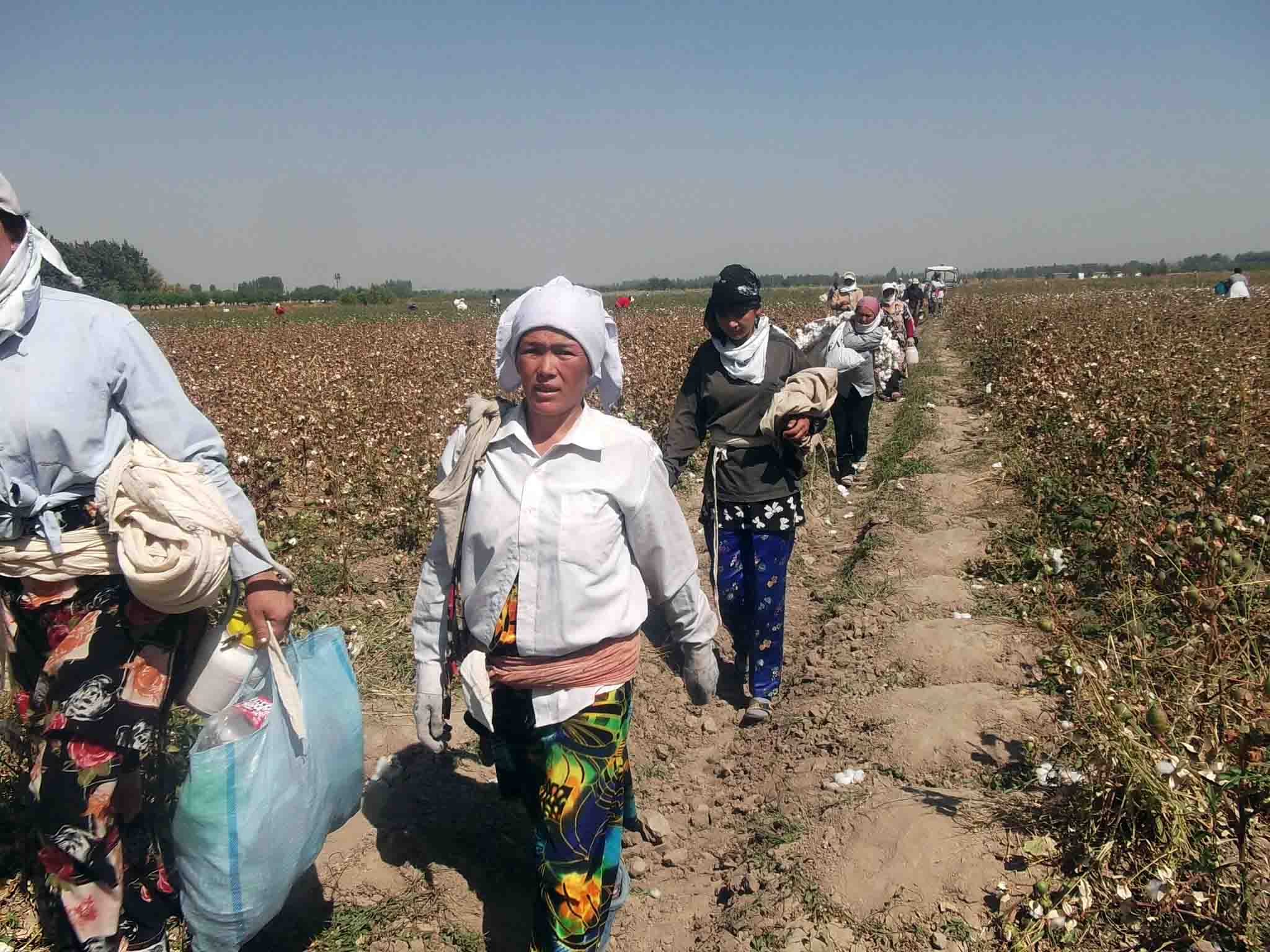 Uzbekistan, forced labor, cotton harvest, human rights, Solidarity Center