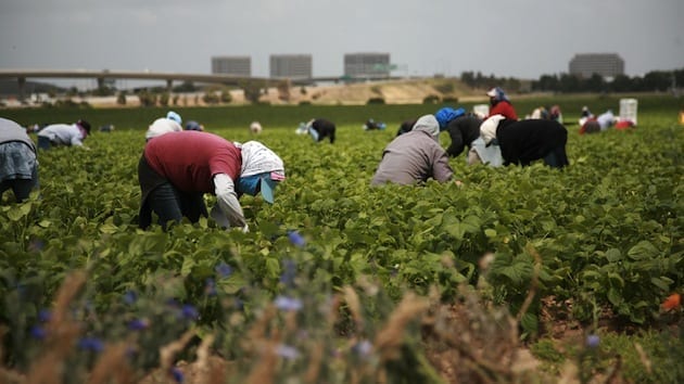 Mexico farmworkers