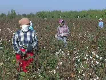 forced labor, Uzbekistan, cotton harvest, Solidarity Center