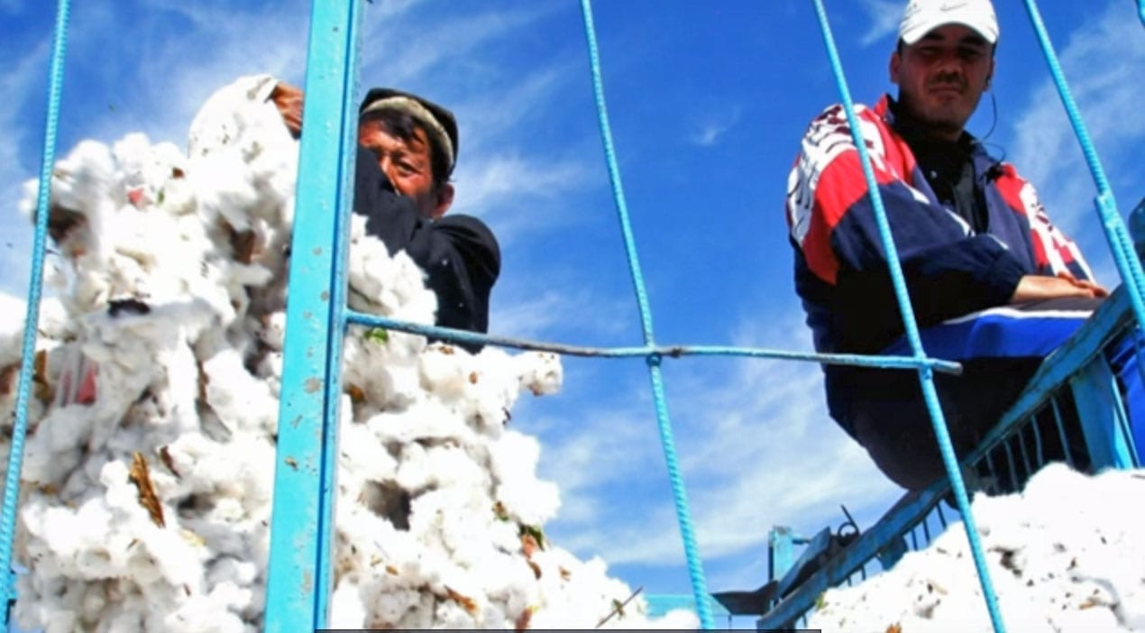 Uzbekistan, cotton harvest, Solidarity Center, forced labor