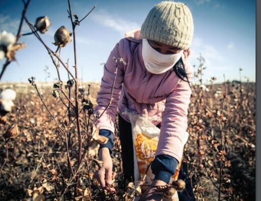 Report Links World Bank to Uzbekistan Forced Labor