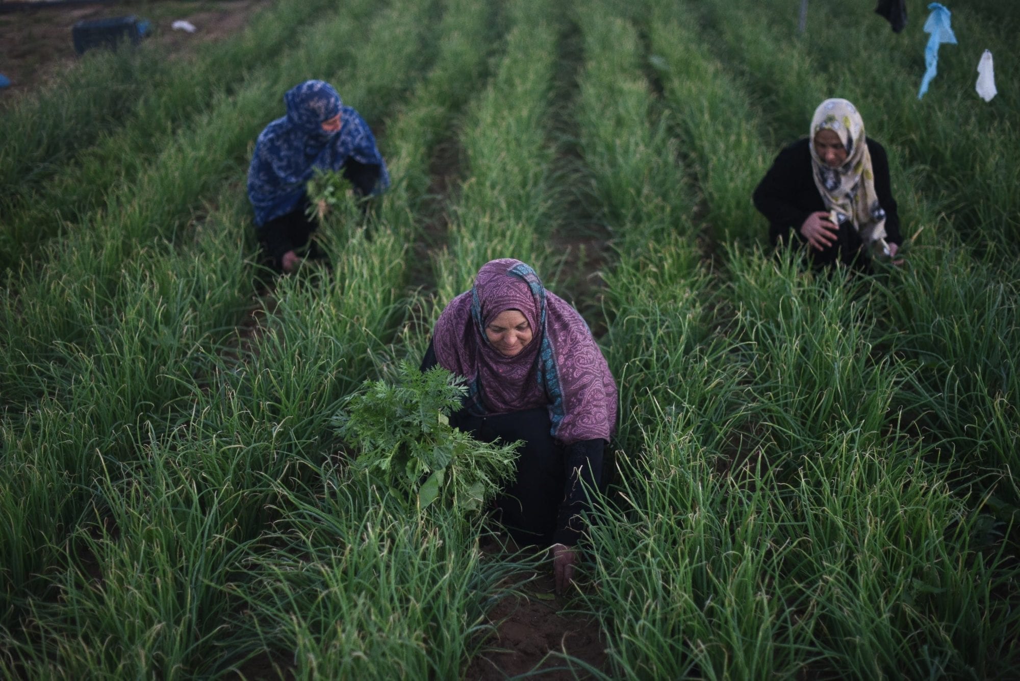 Gaza, Solidarity Center, worker rights, Palestine, farmworker, agricultural worker