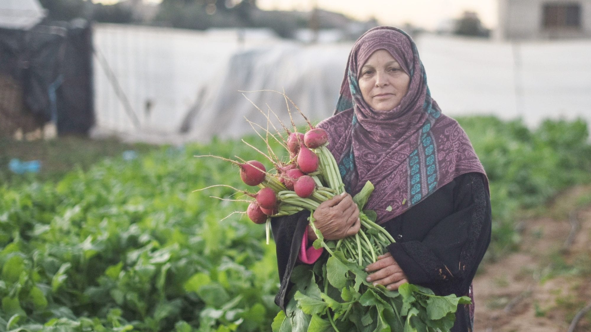 Solidarity Center, Gaza, worker rights, agricultural worker, Palestine, farmworker
