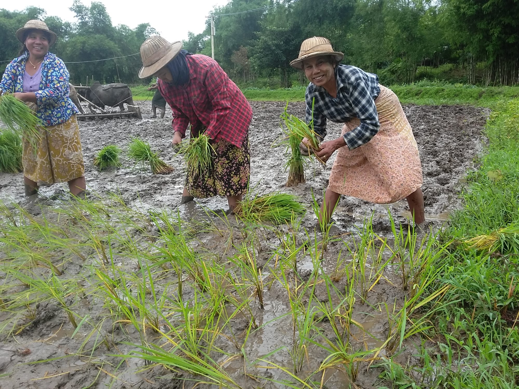 Myanmar, rice farmers, worker rights, Solidarity Center