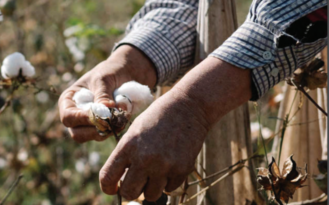A man picking cotton in an Uzbek Forum for Human Rights and Cotton Campaign report on forced labor in Uzbekistan, produced with Solidarity Center support
