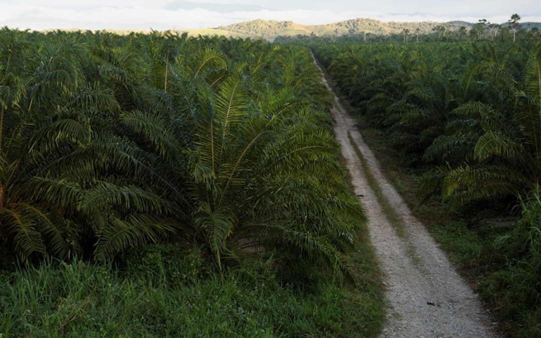 Solidarity Center, palm oil plantation, Peru, climate change strategy