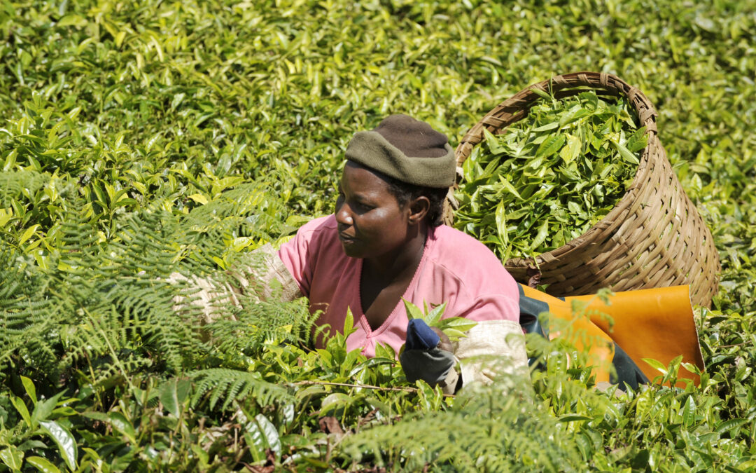 A tea plantation workers harvests leaves in Kenya. Credit: International Labor Organization (ILO)